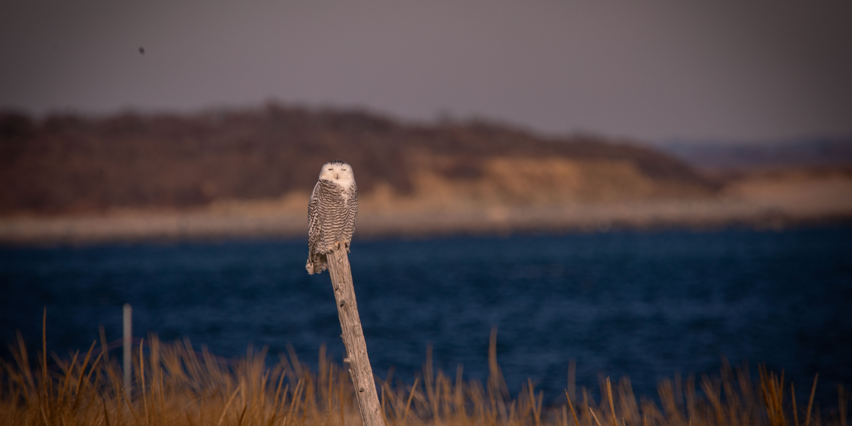 A snowy owl perches at Crane Beach in Ipswich