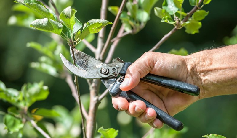 pruning