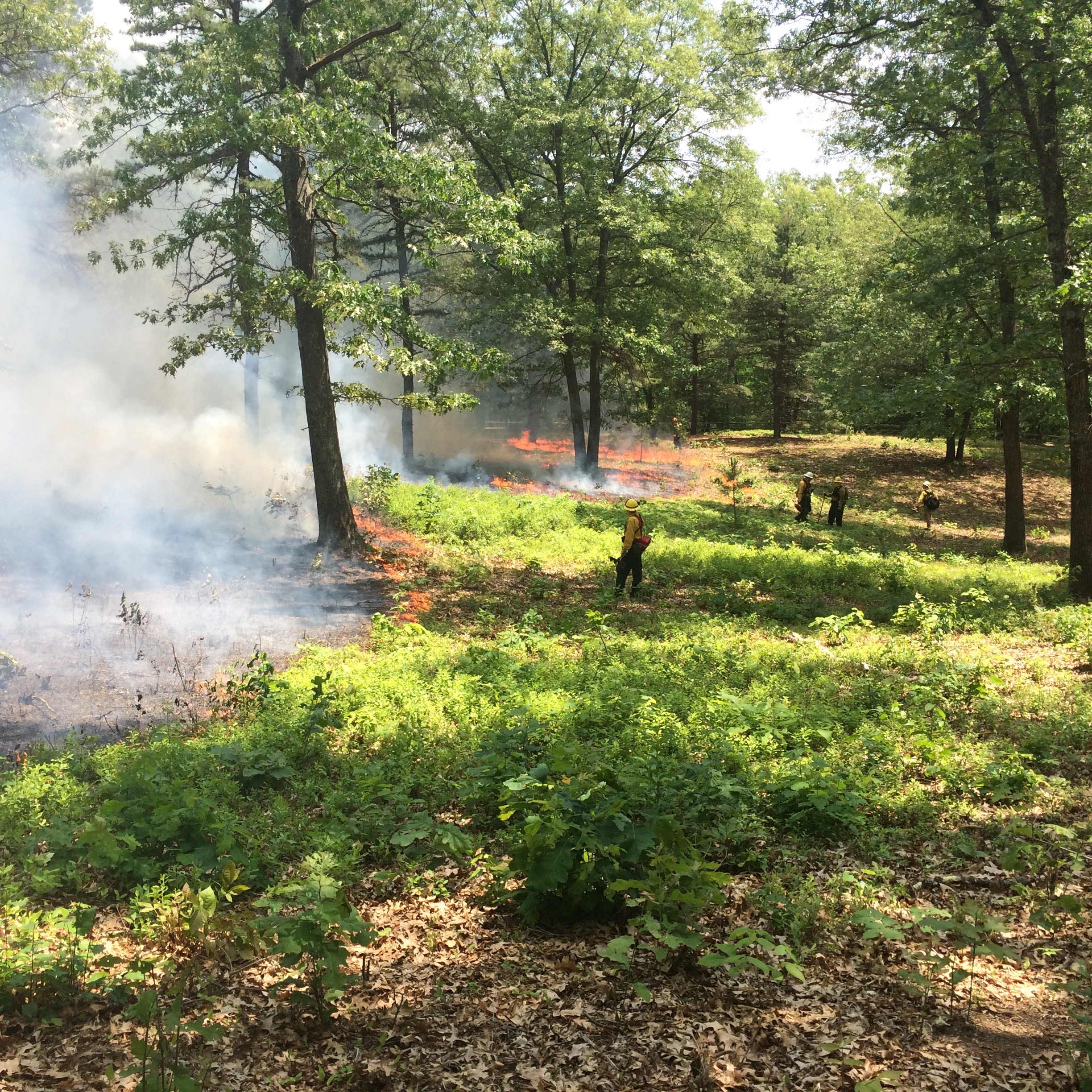 A prescribed burn at Weir Hill