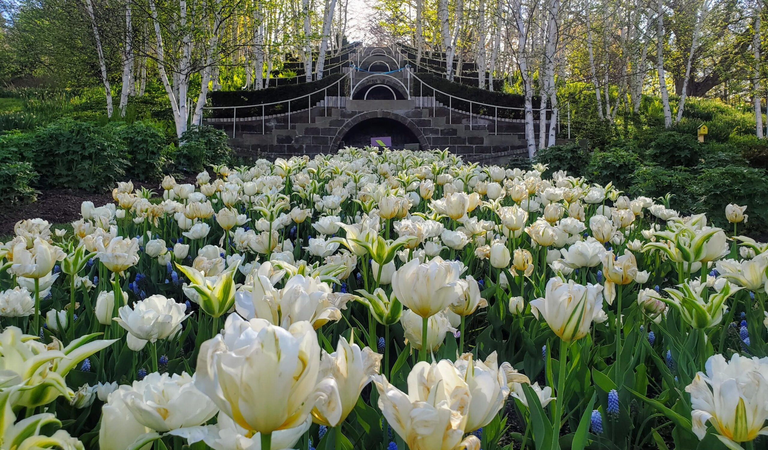 Naumkeag Daffodil & Tulip Festival 2024