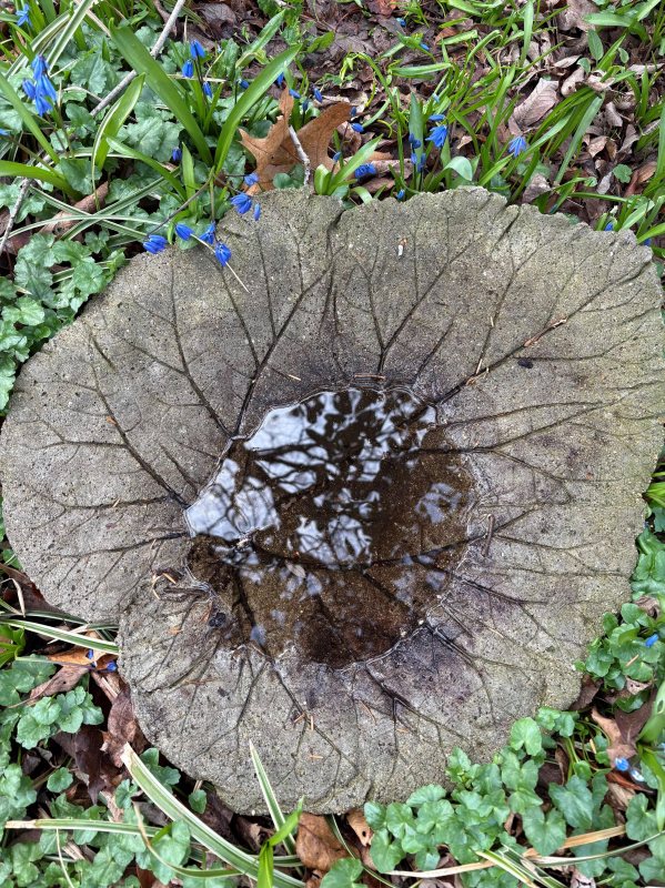bird bath