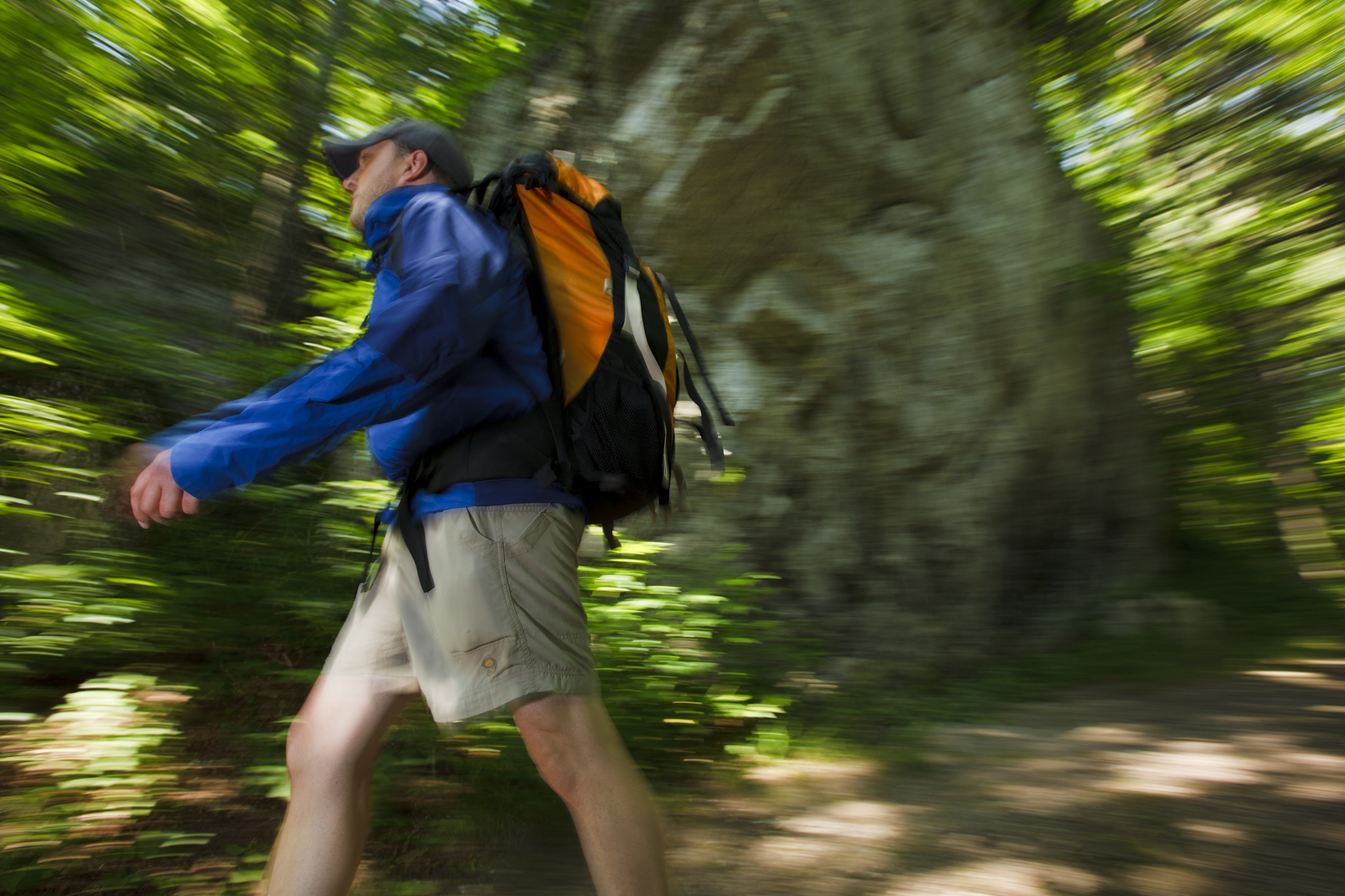 A man hiking on a woodland trail at Bartholomew's Cobble in Sheffield, Massachusetts.