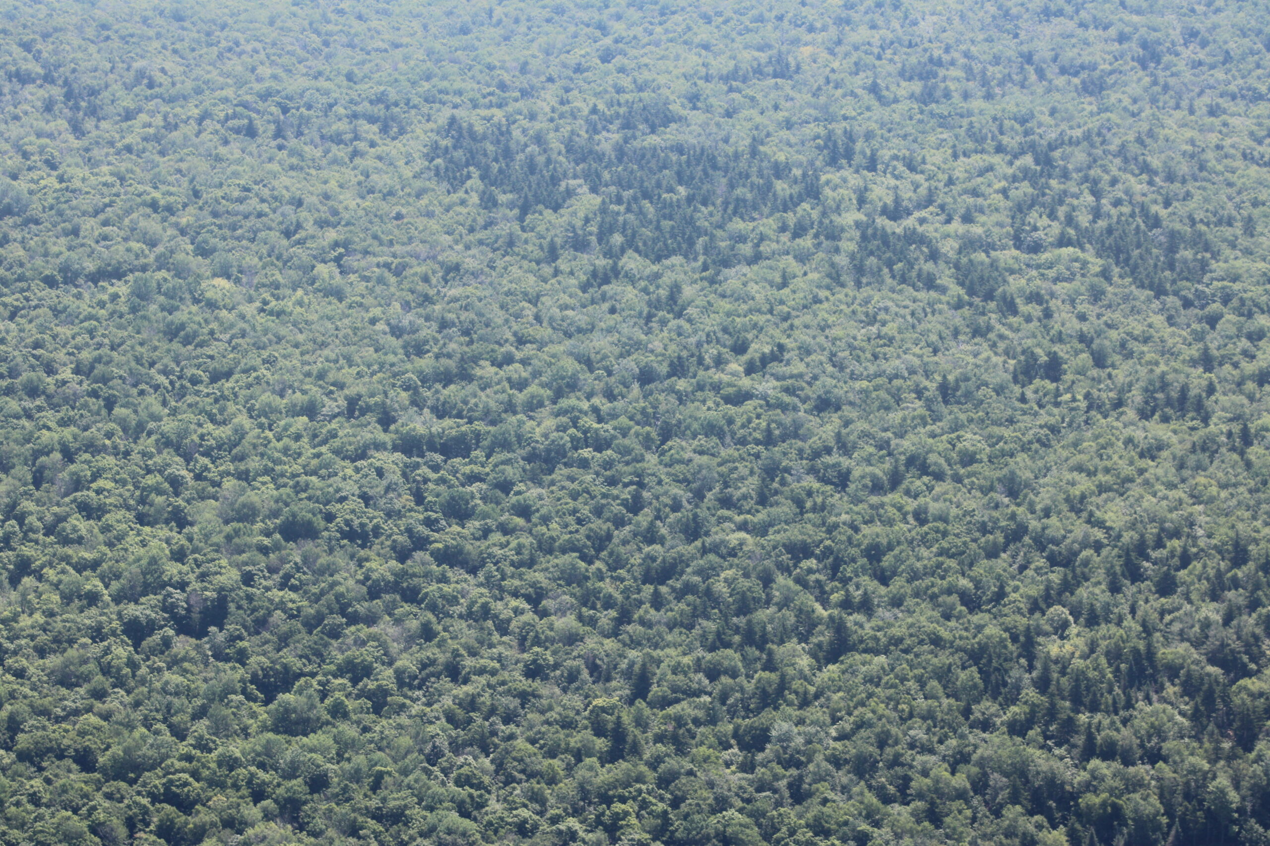 A dense, green forest pictured from an airplane.