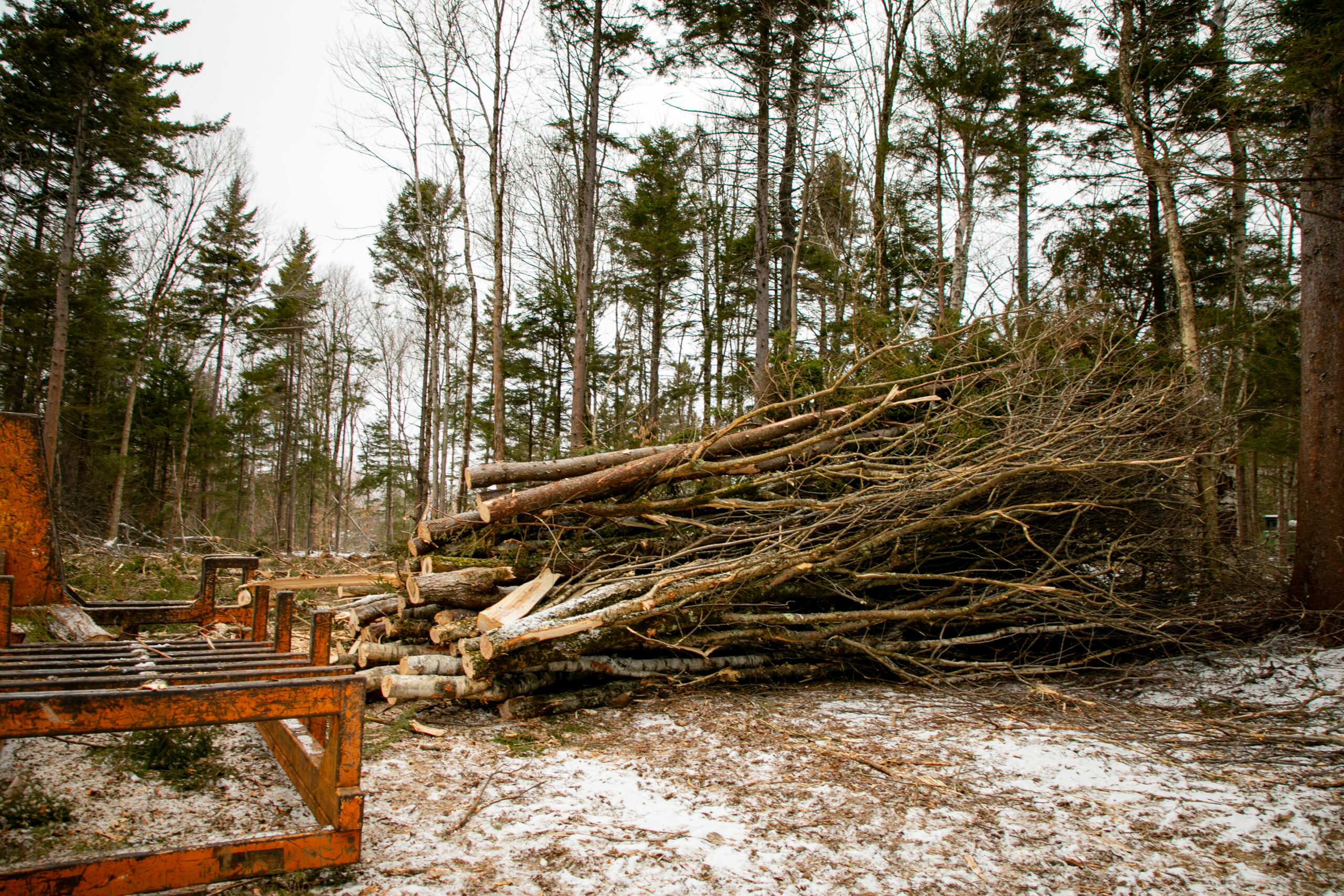 Remnants of trees such as treetops lay stacked on top of each other in Notchview's Forest.