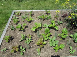 raised bed