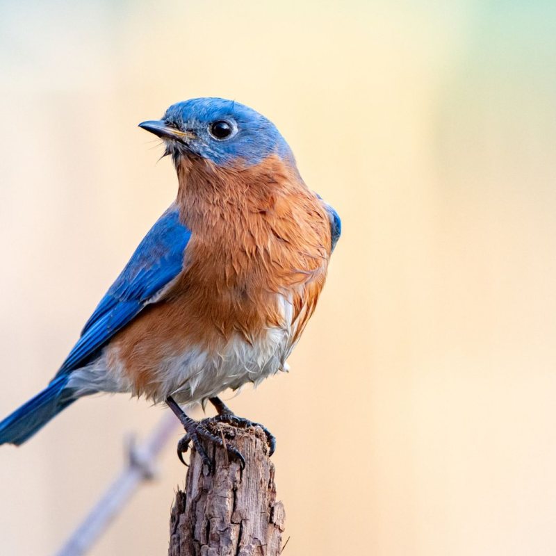 blue bird