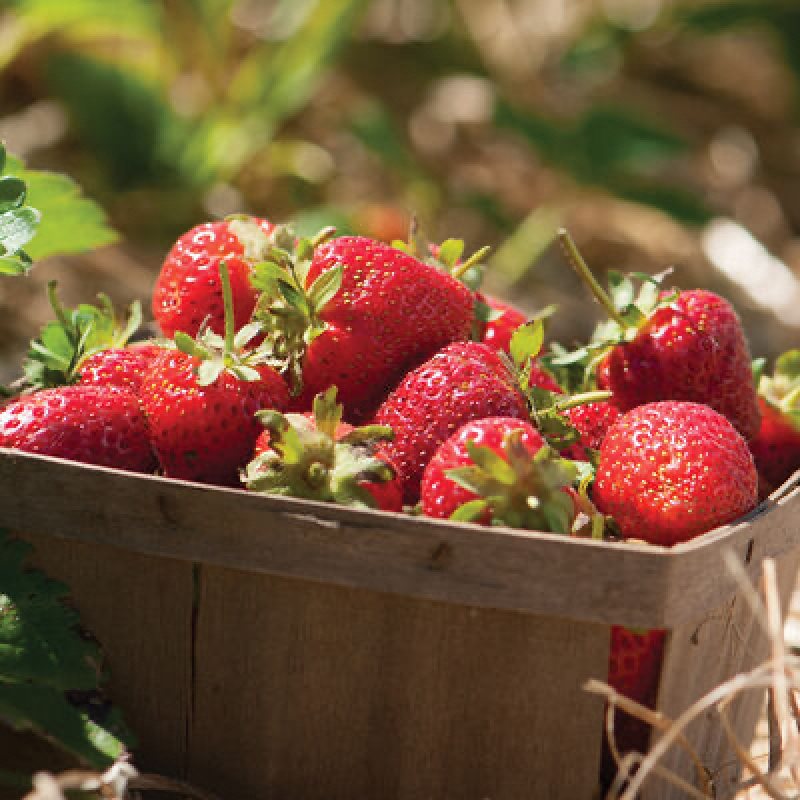PYO Strawberries