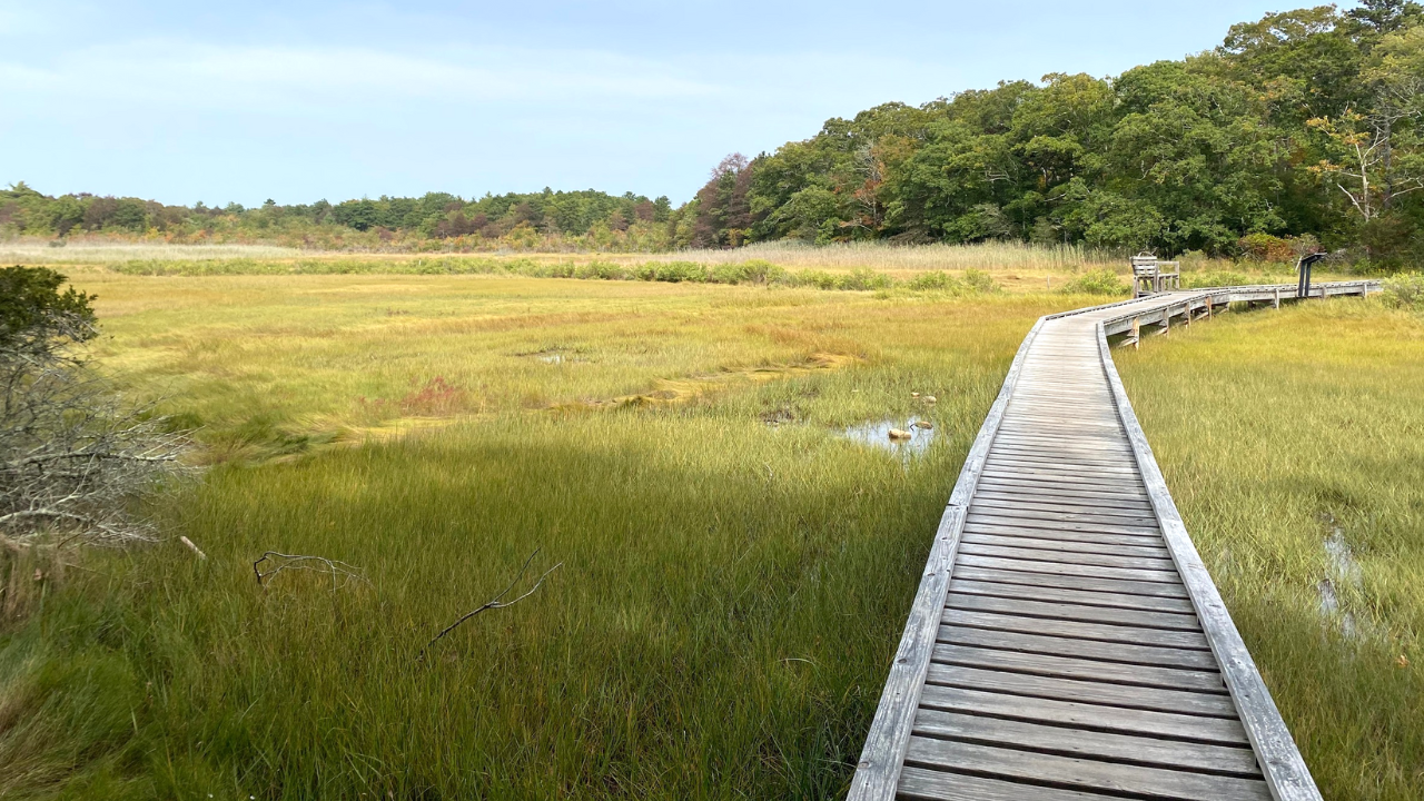 boardwalk through a marsh coast