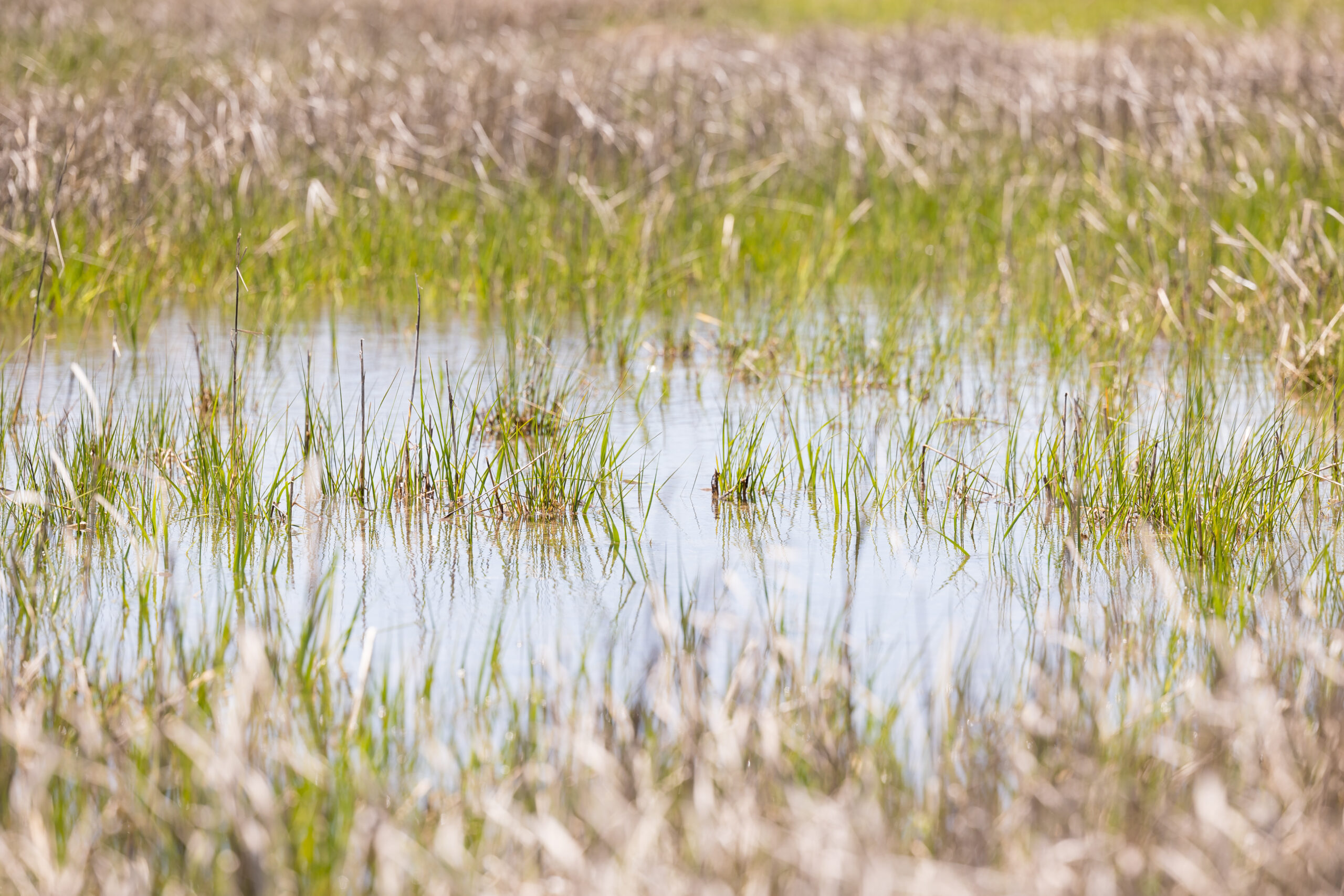 Ground flooding at Coskata-Coatue Wildlife Refuge.