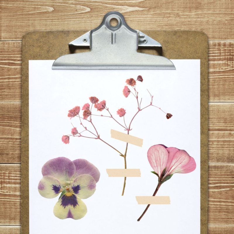 pressed flower