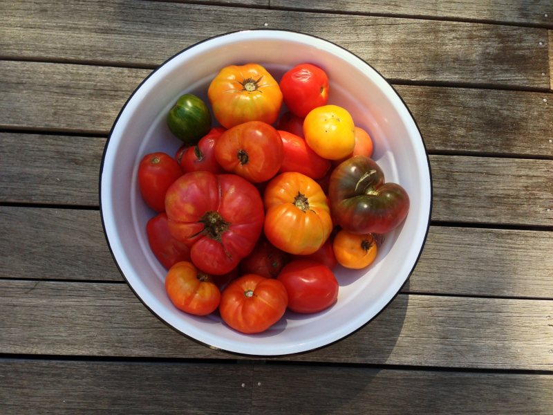 tomatoes