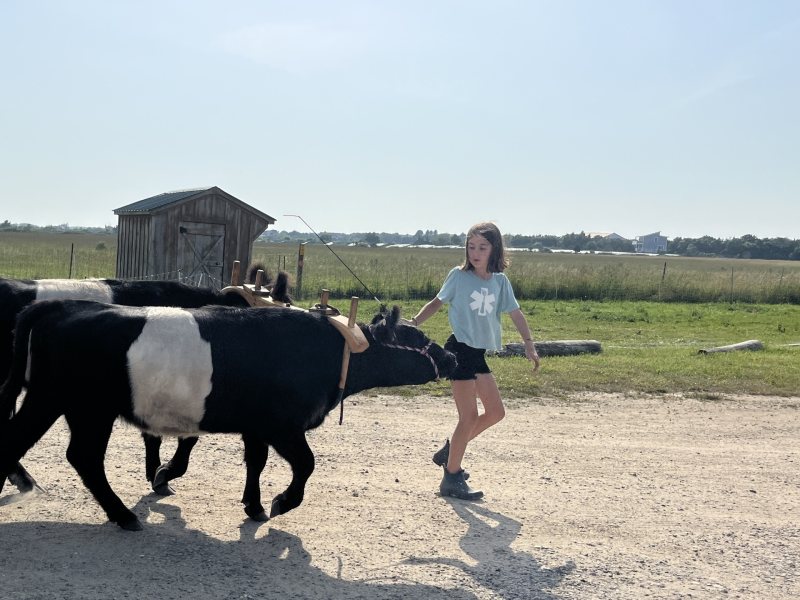 cow