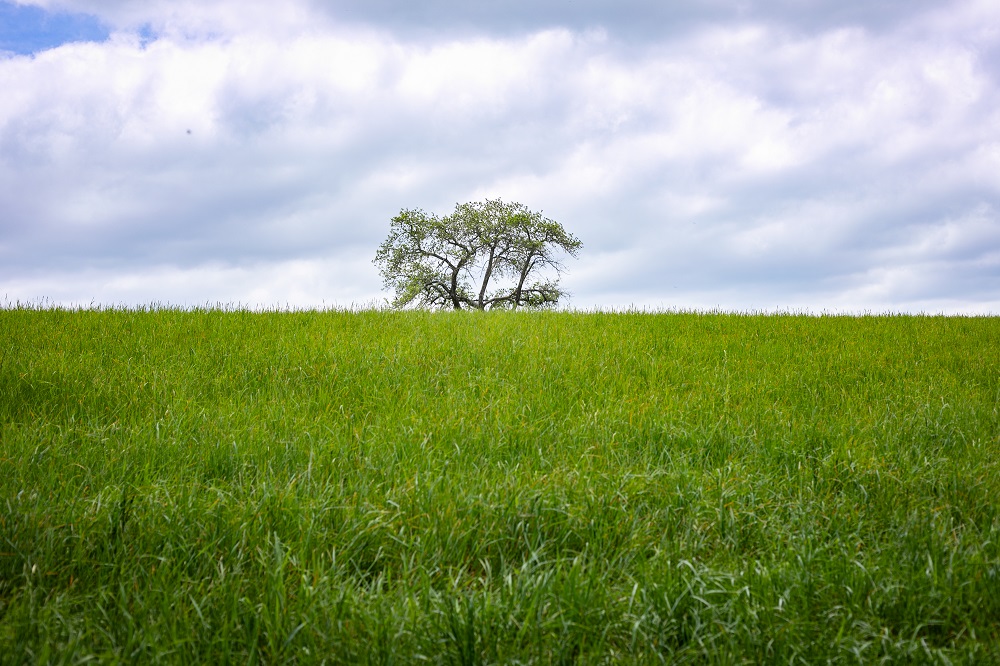 a landscape shot with green grass and a tree in the center background