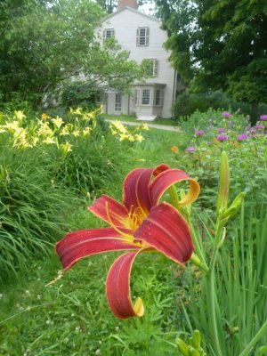 Lily