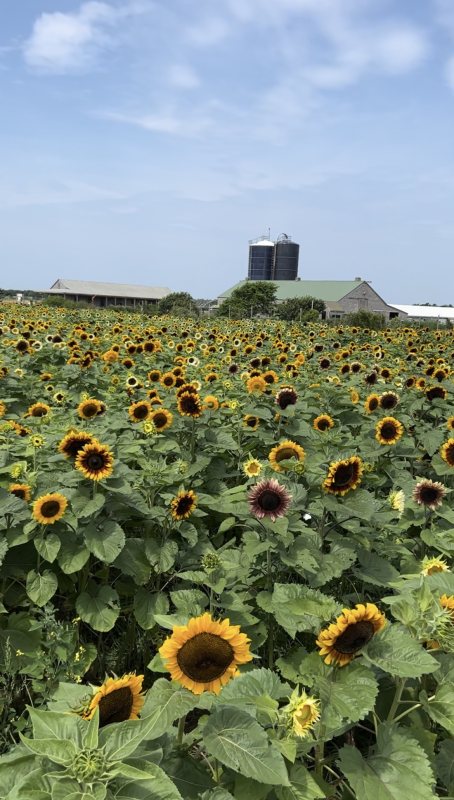 sunflower tfi