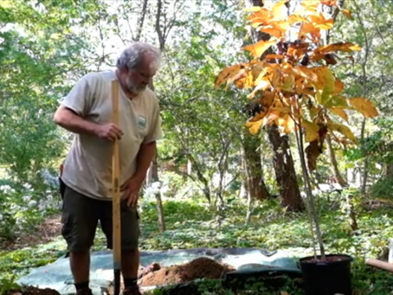 plant a tree