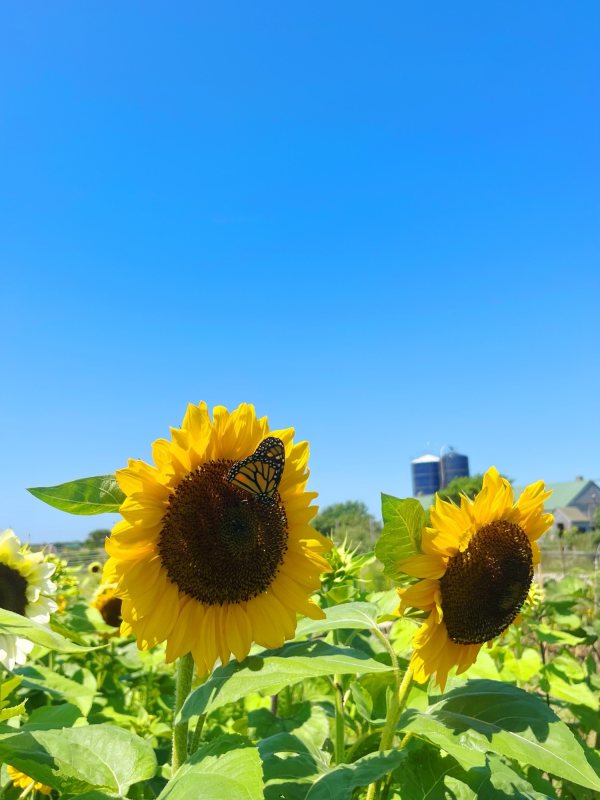sunflower monarch