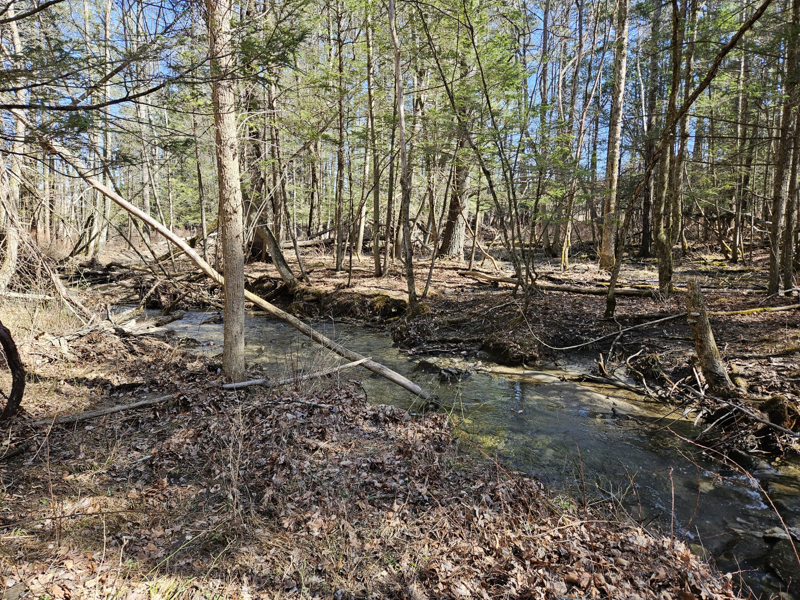 A brook through a wooded forest