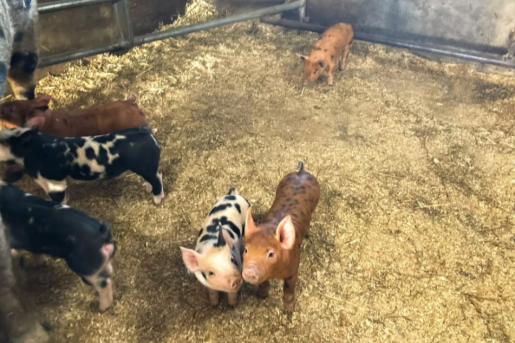 Hello, piglets! We loved meeting you!
