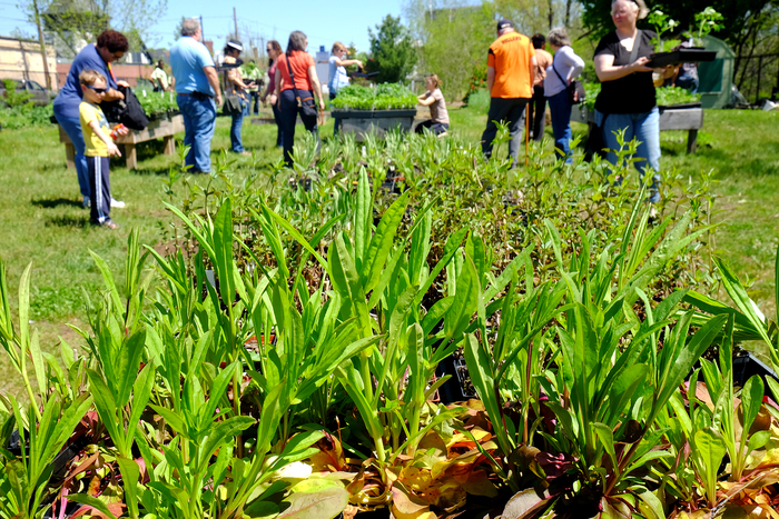 City Natives Plant Sale