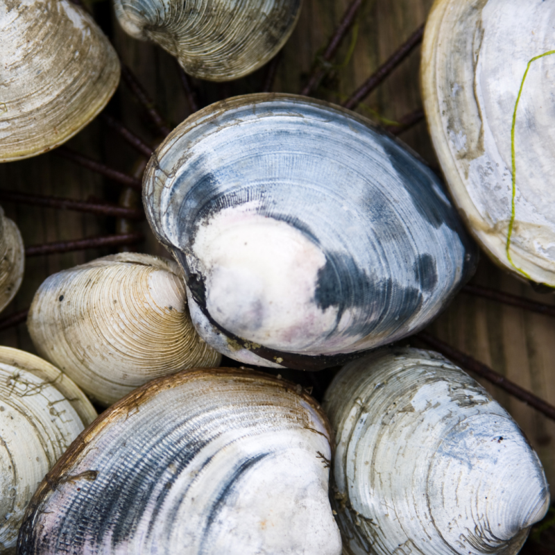 quahog