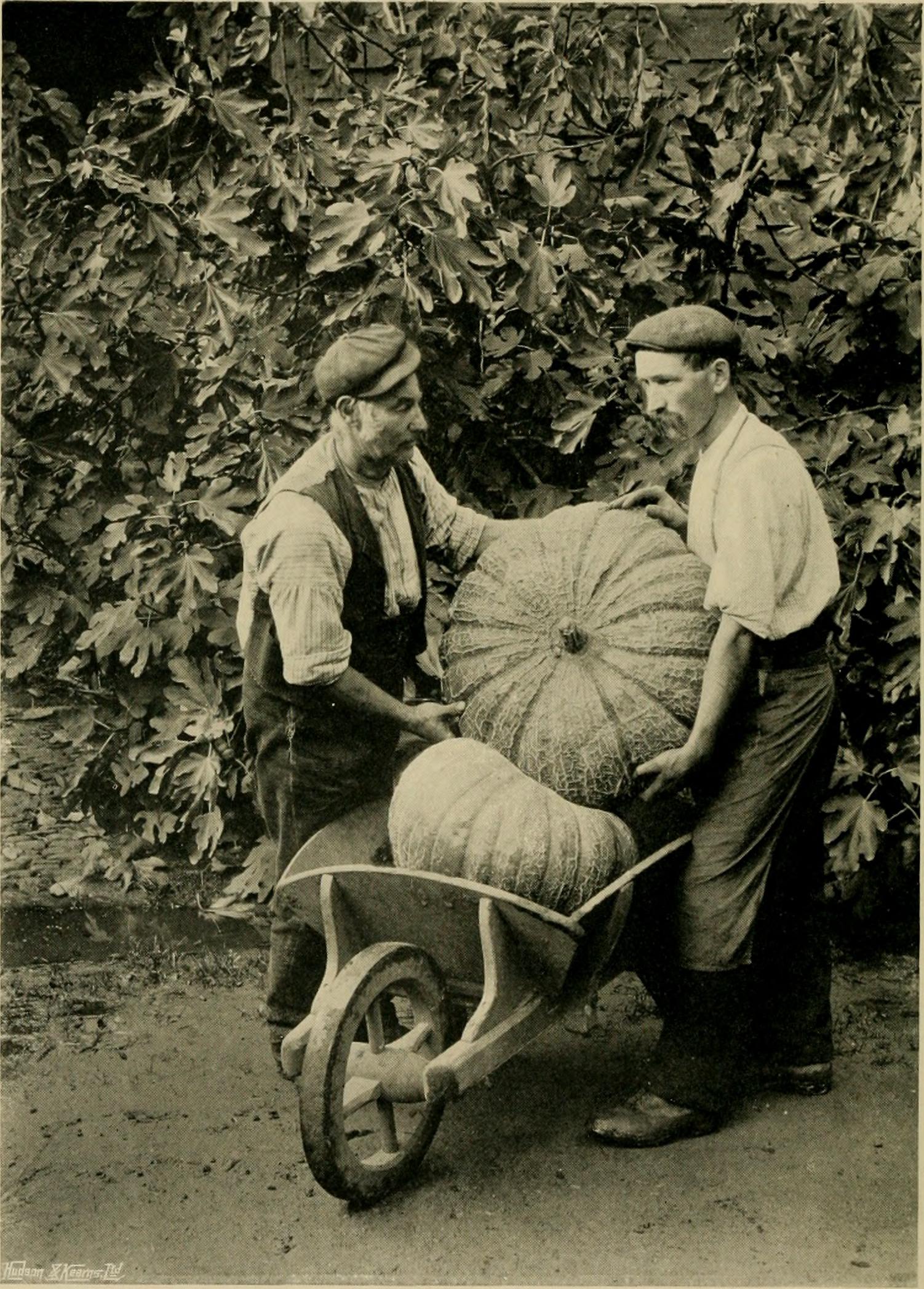 Two men load a giant pumpkin into a wheelbarrow. Courtesy of The Library of Congress. 