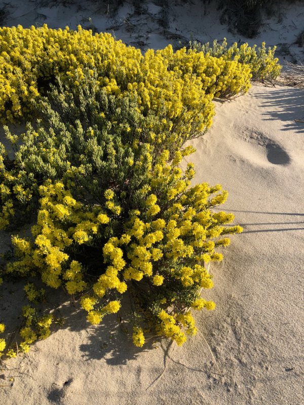 Wolly Hudsonia on Castle Neck (photo credit T. Barrieau)
