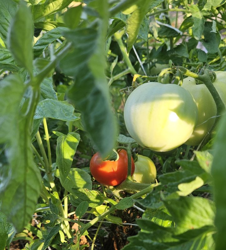 Tomatoes BCBS