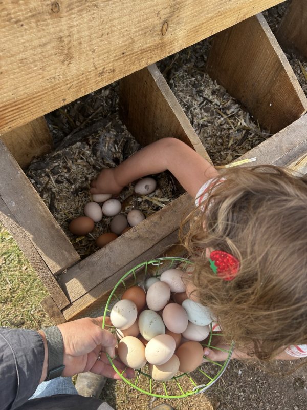 egg collecting