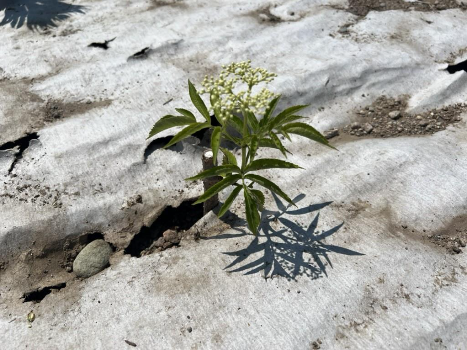A small leafy plant in dirt