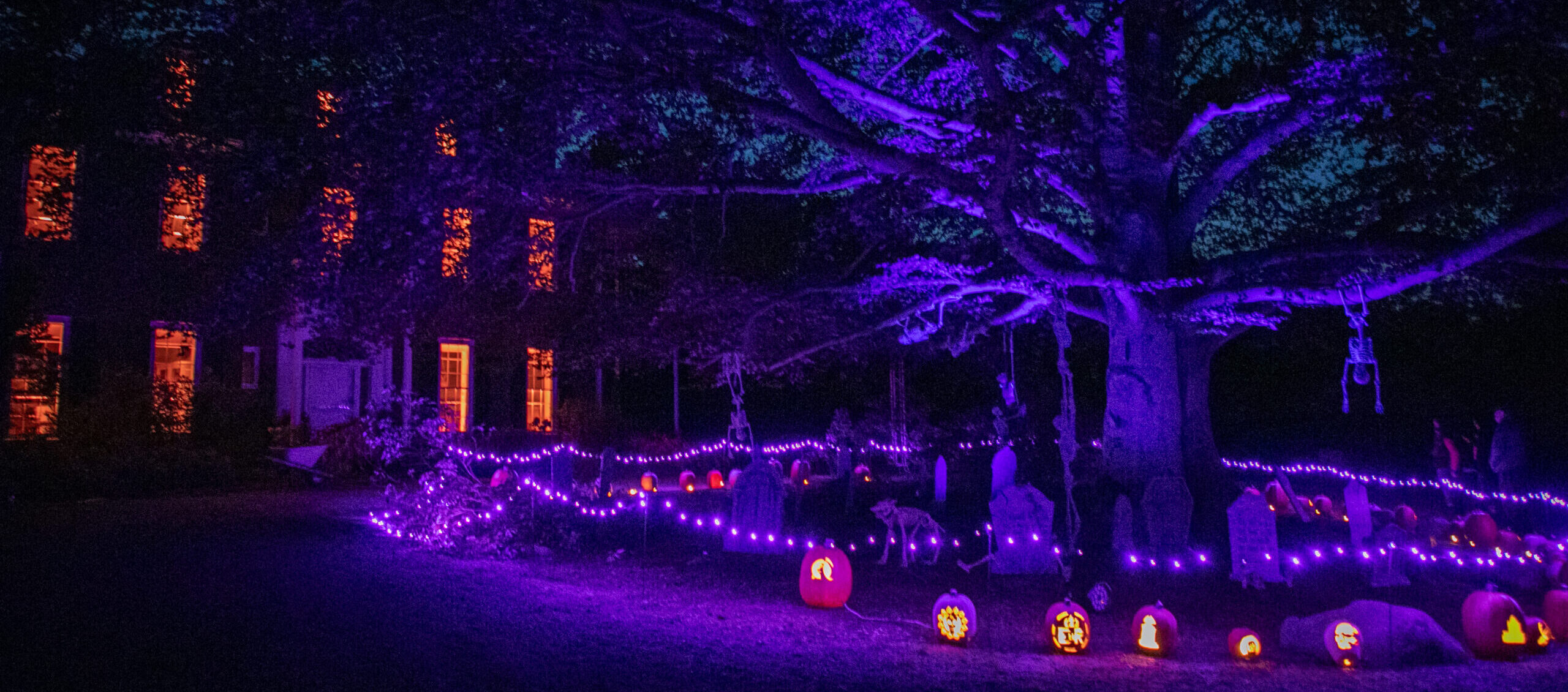 The historic house and beech tree at Long Hill in Beverly decorated for Halloween