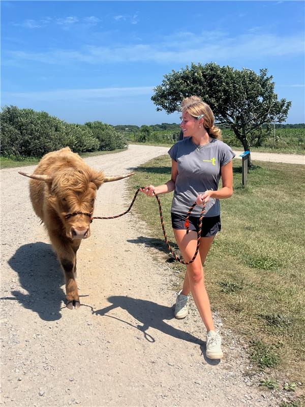 A girl holds a harness connected to a fluffy cow