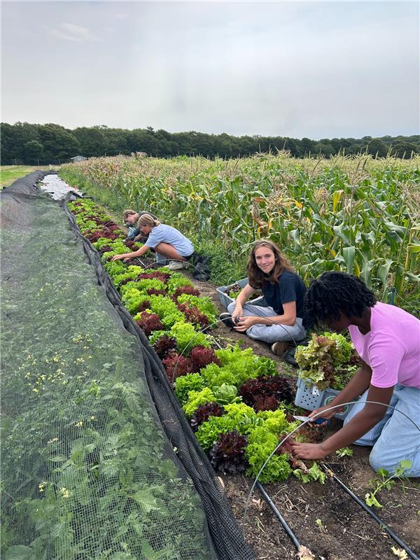 People work harvesting in a field of greens