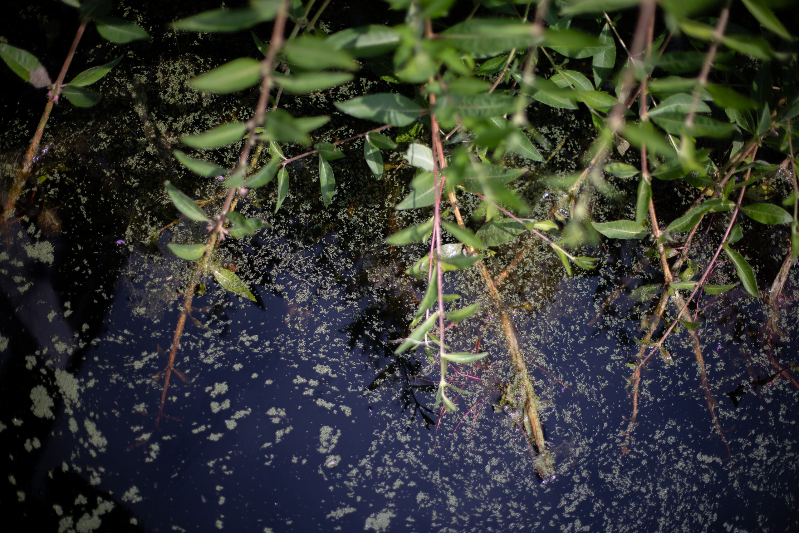 An overhead view of plants along the bog edge, with murky water underneath