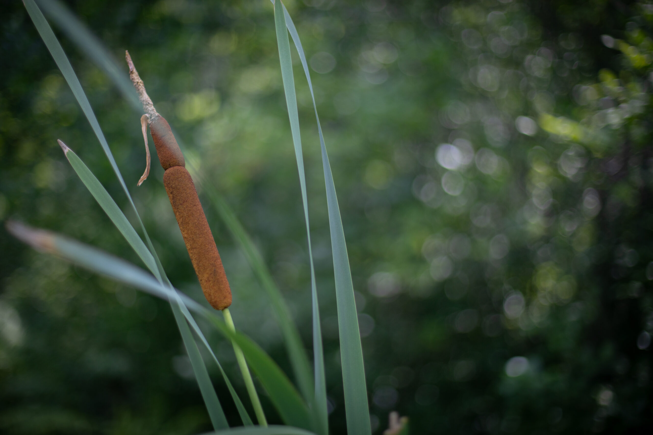 a cattail plant