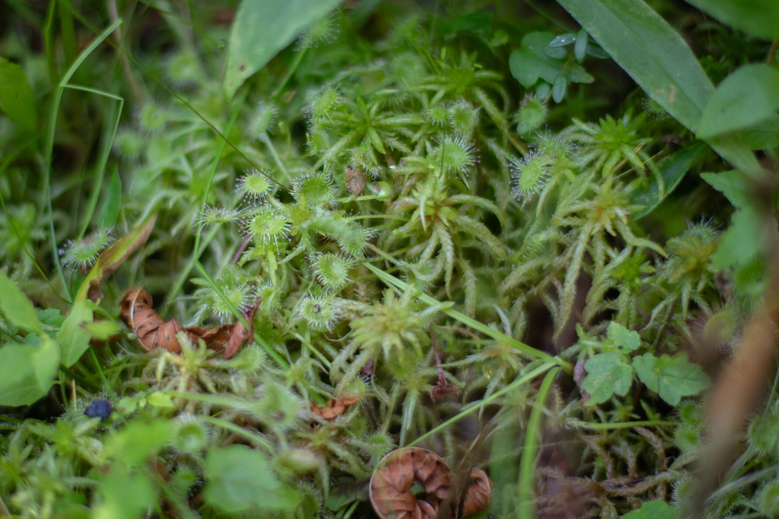 a closeup picture of sundew plant, a green leafy plant