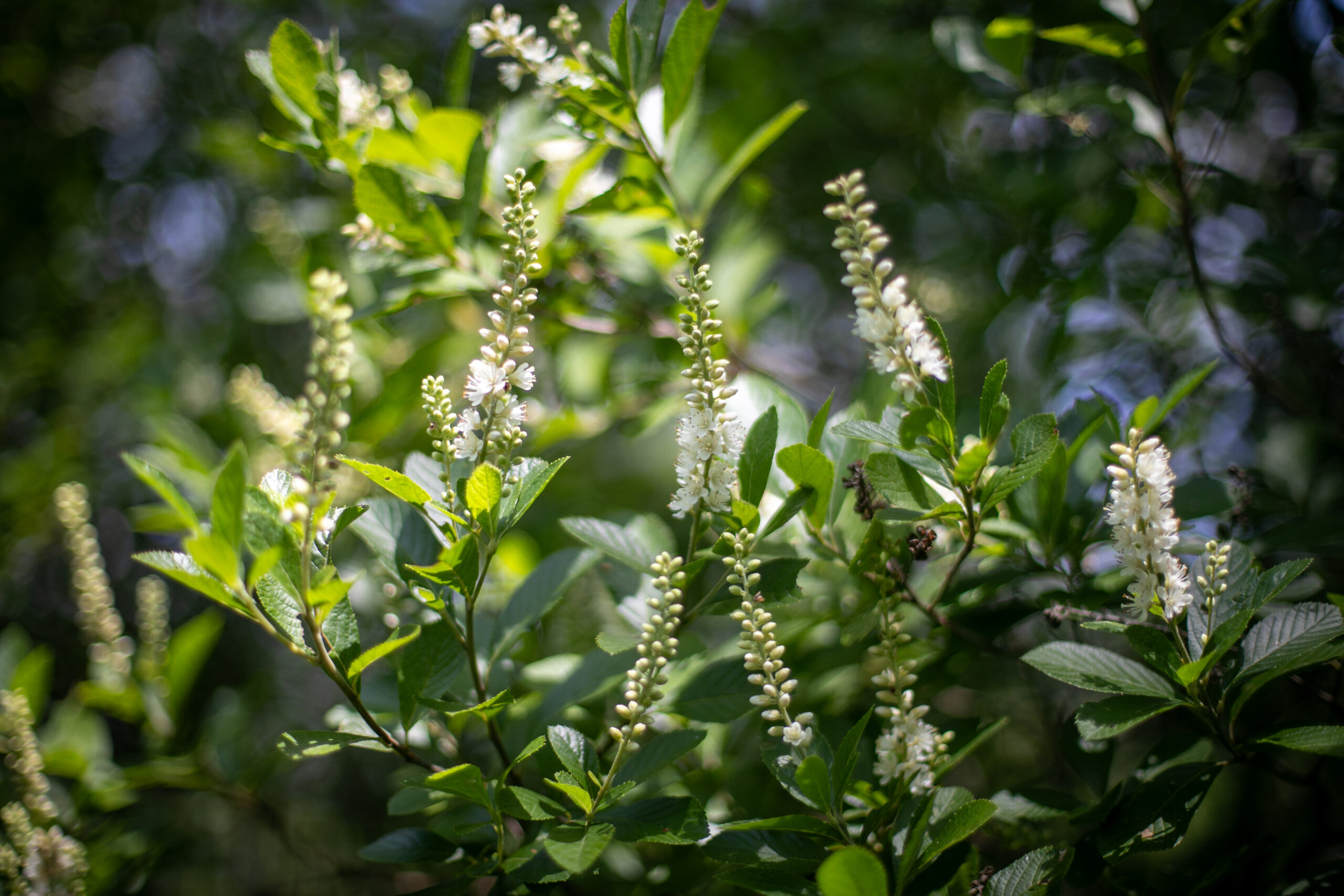 Clethra Alnifolia, a green leafy plant, lit by sunlight