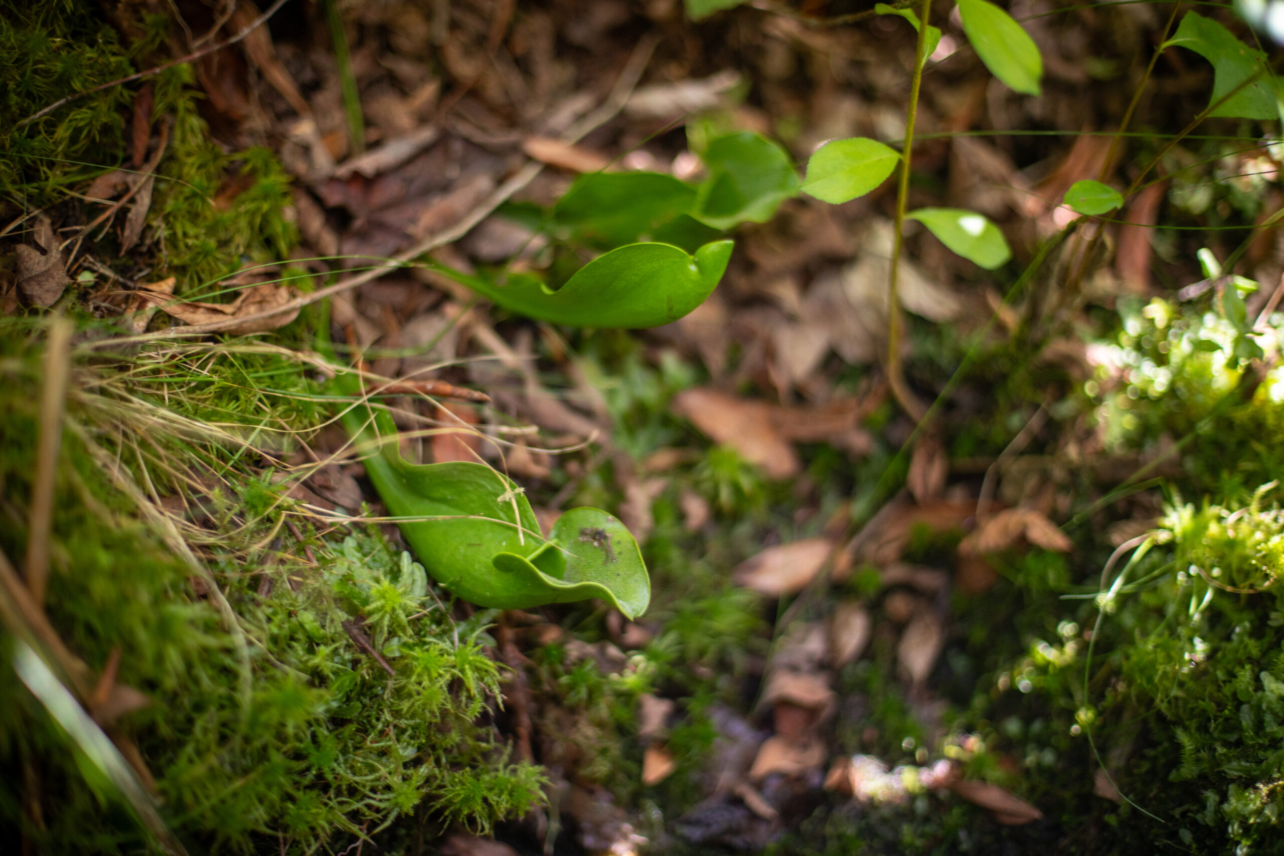 A pitcher-shaped plant, green, grows amongst the leaves at Ward Reservation