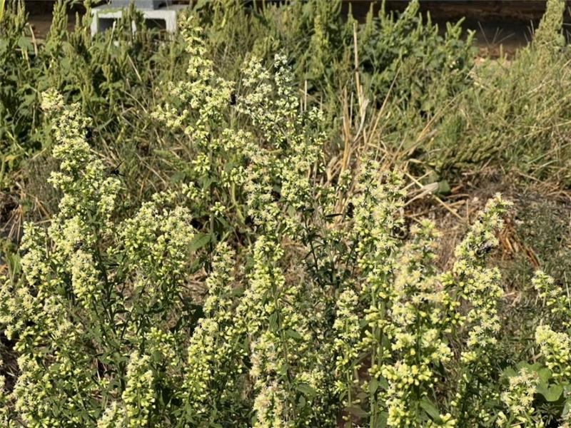 A cone-shaped flowering plant with small yellowish flowers.
