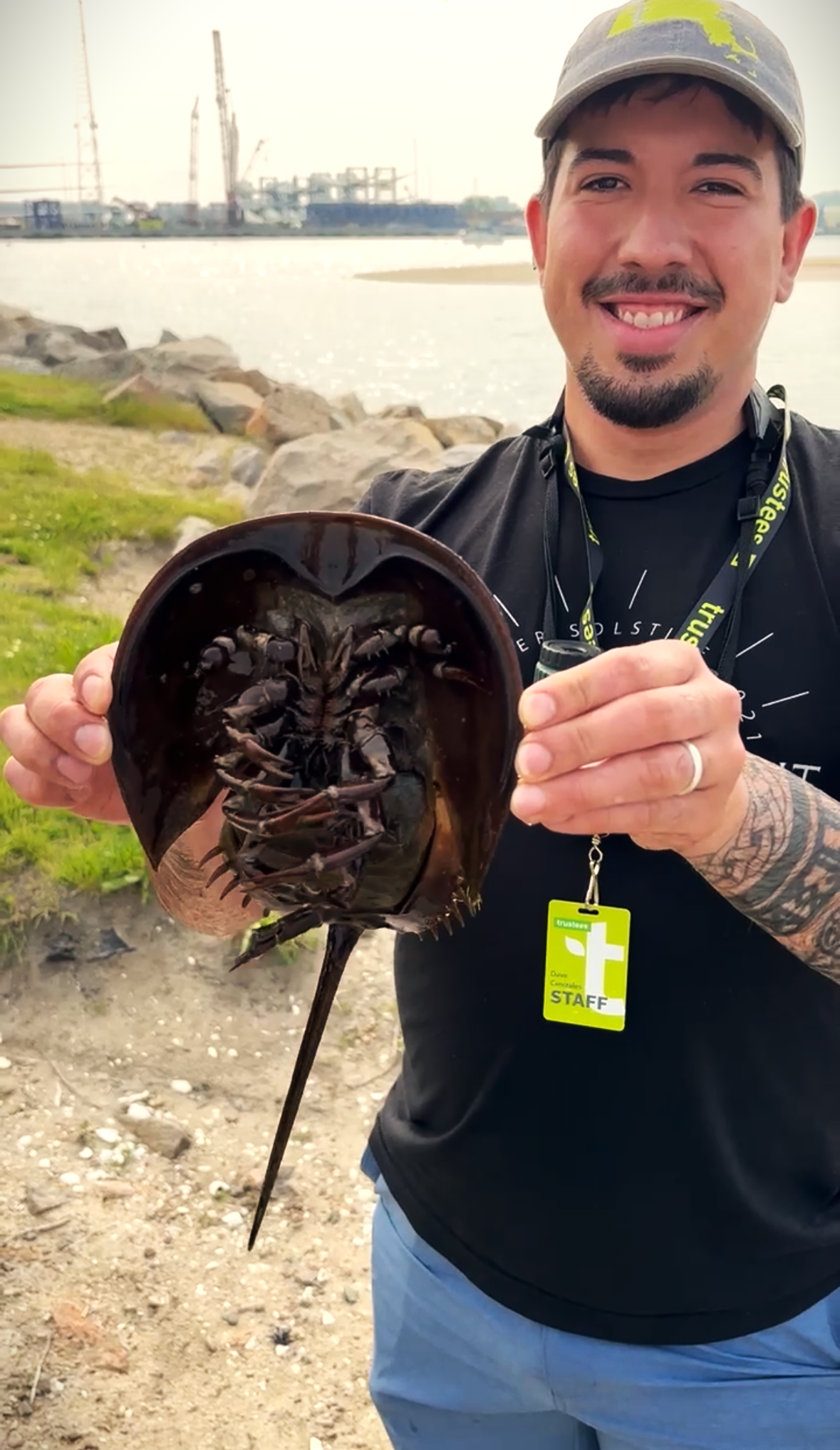 A man holds up a horseshoe crab