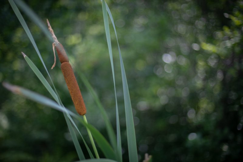 Ward cattail