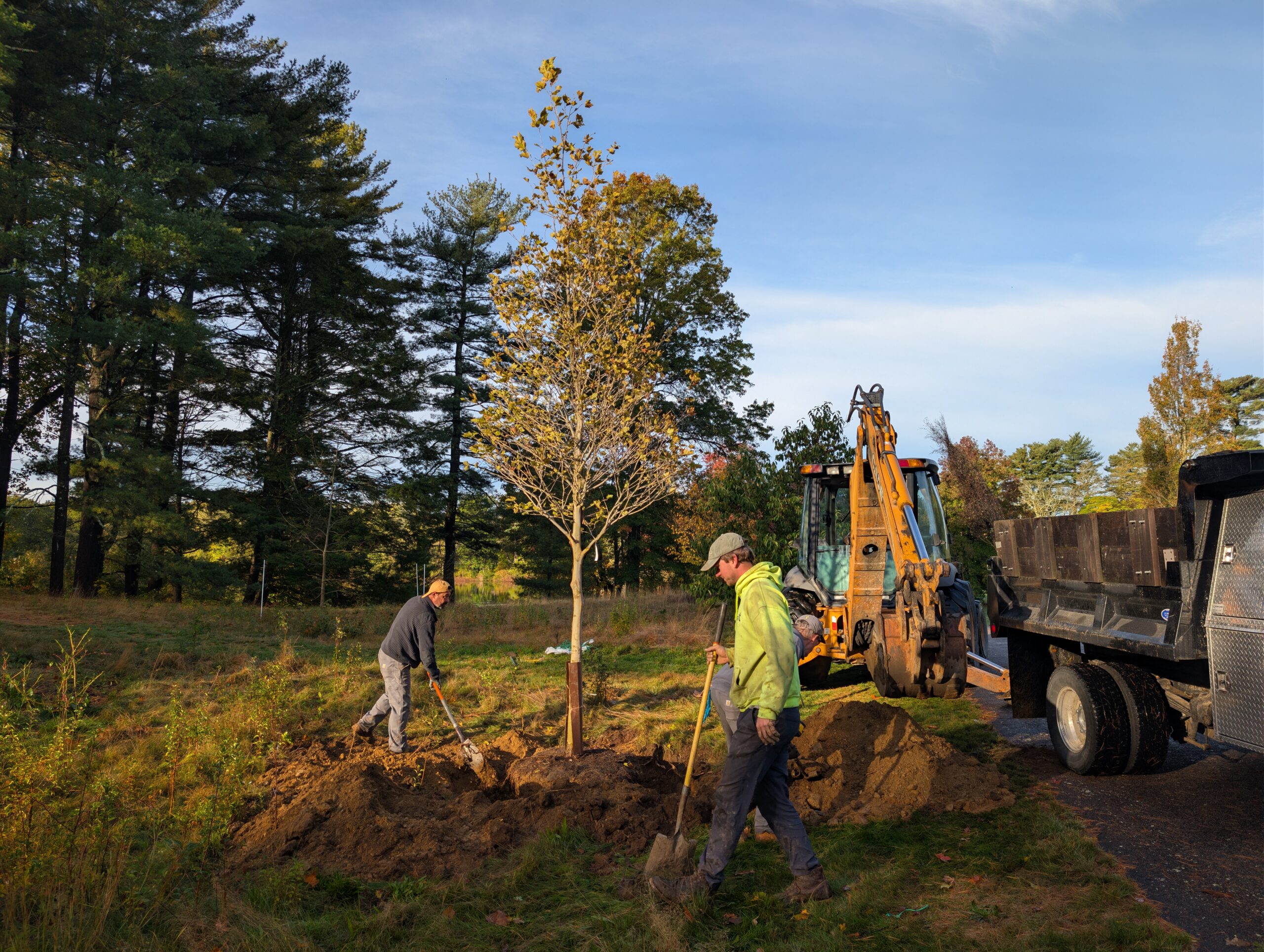 Platanus at Governor Oliver Ames Estate (donation by Jim Freeborn of Select Horticulture)