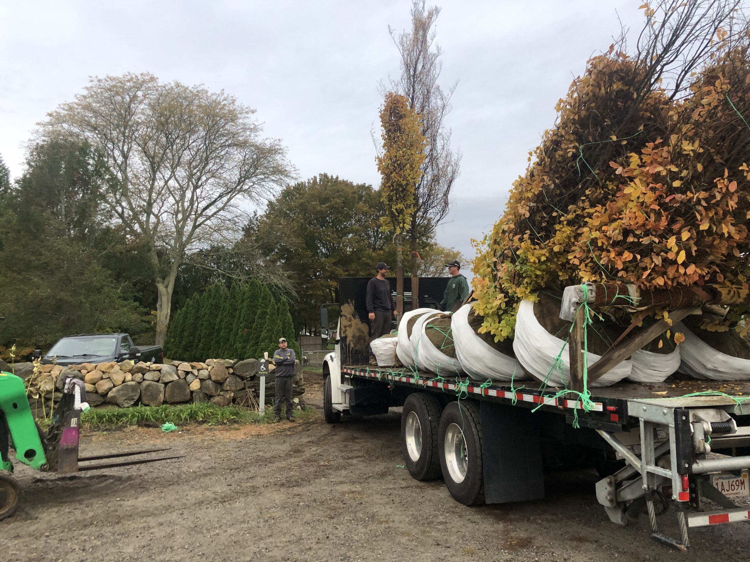 Trees arrive at Allen C. Haskell Public Gardens (donation by Jim Freeborn of Select Horticulture)
