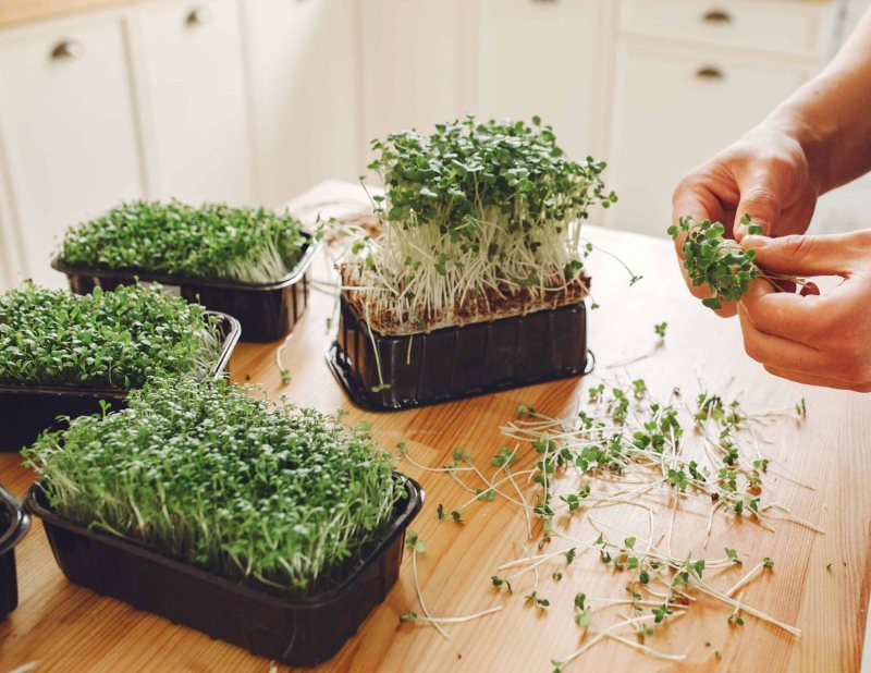 Microgreens