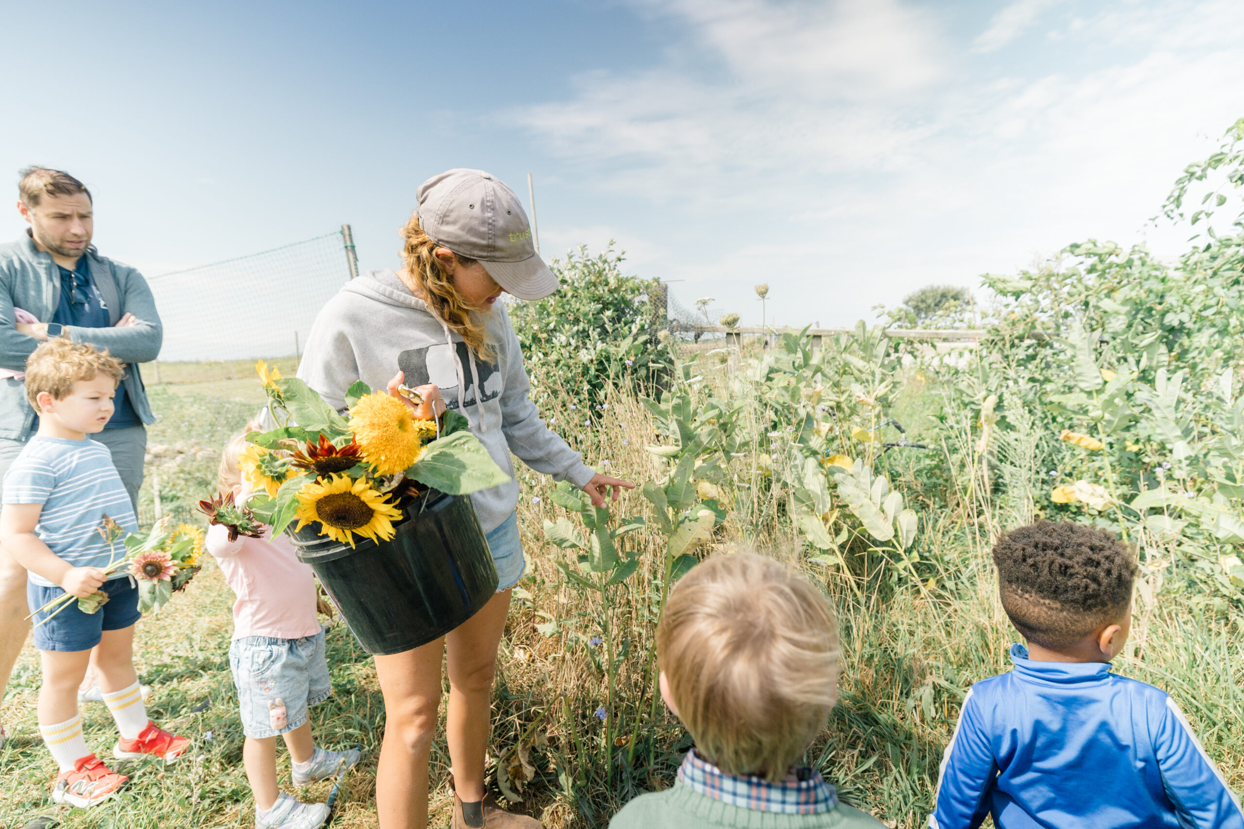 People picking sunflowers