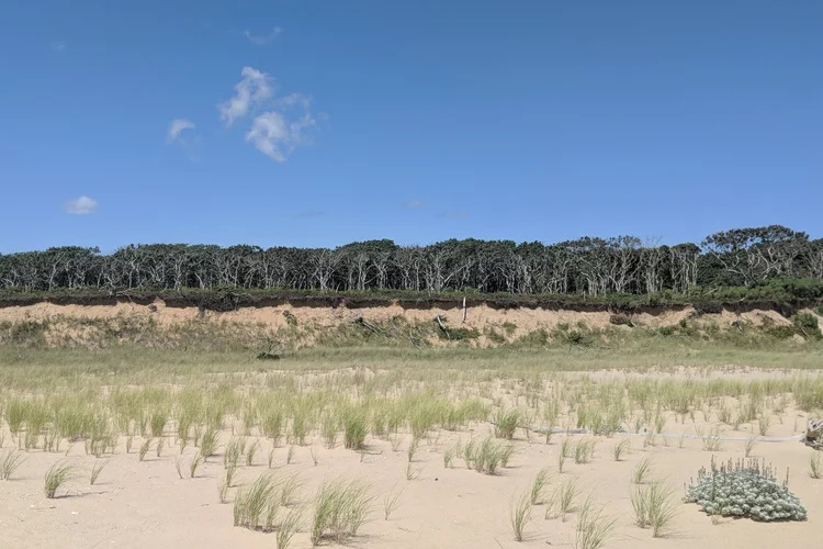 An eroded bluff in the distance that hosts a forest