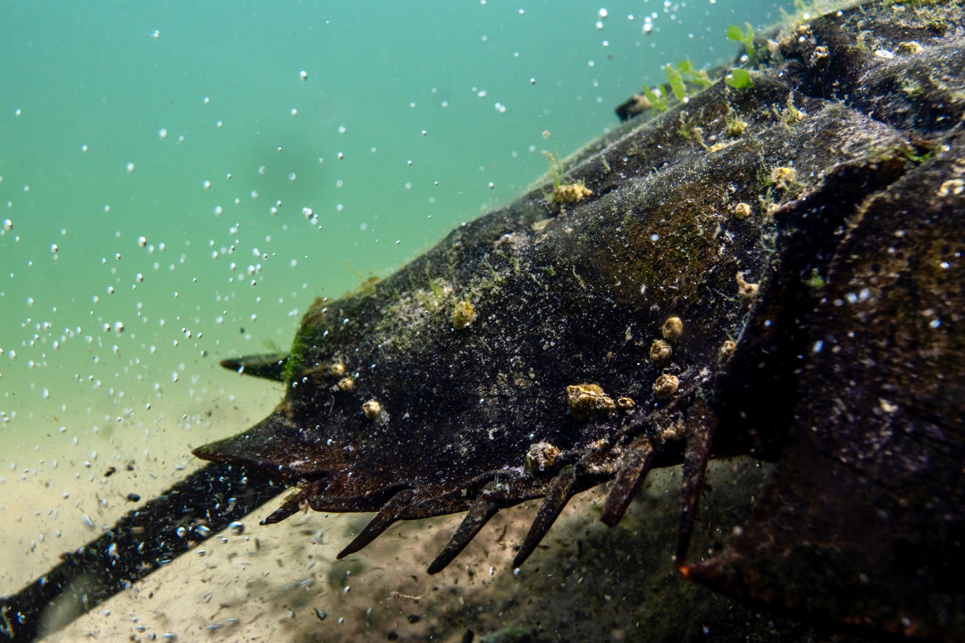 The tail end of a horseshoe crab underwater