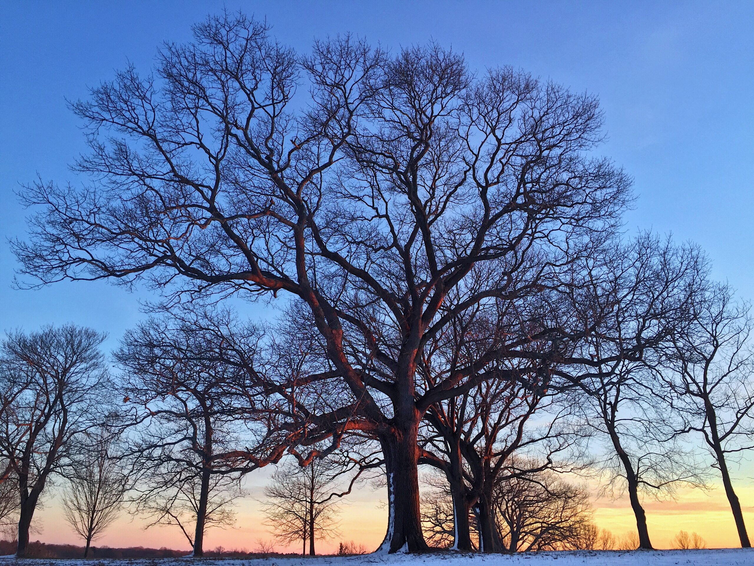 Trees during a winter sunset at World's End in Hingham