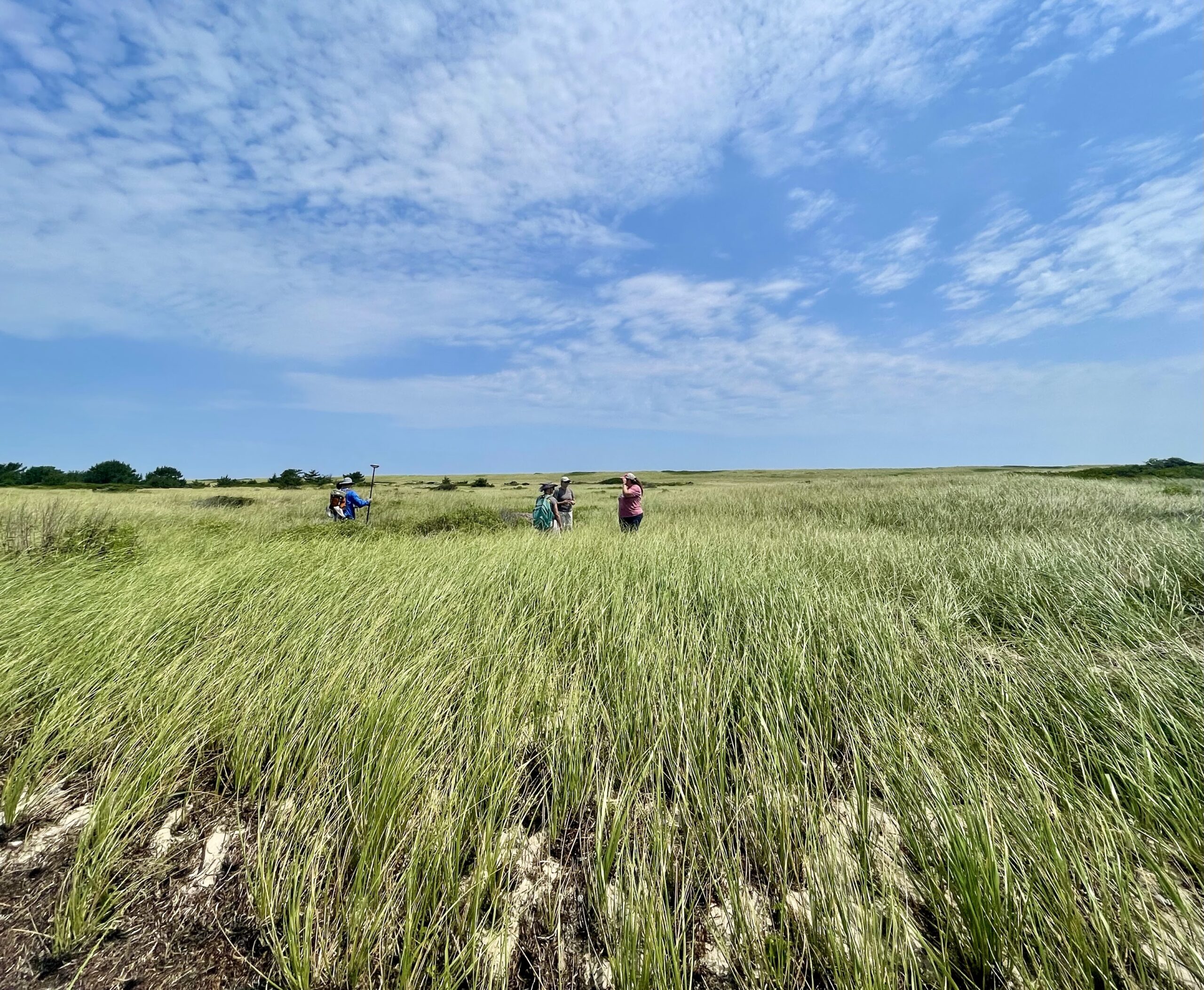 Trustees volunteers and employees walking through grass and working to restore Great Marsh