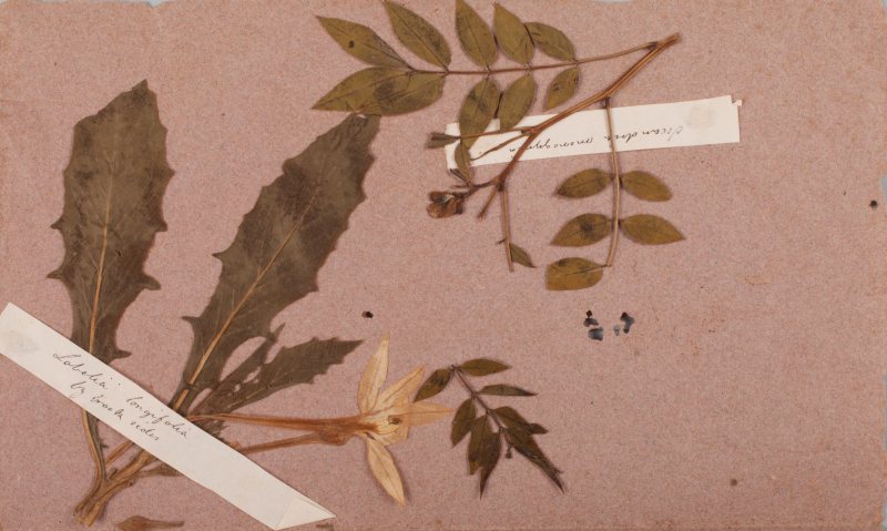 SABR Pressed Flowers